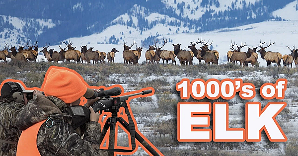 We Found The Worlds Largest Herd Of Elk!!! {catch Clean Cook} Sarah's First Elk Hunt