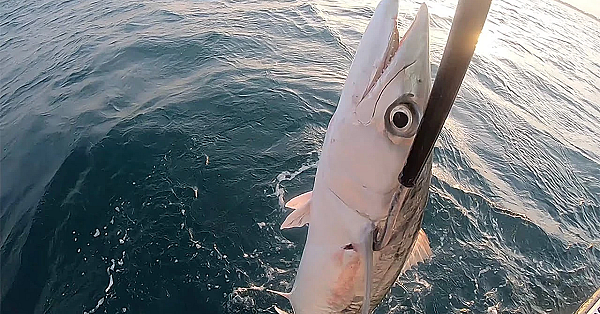 Honey Smoked Kingfish {catch Clean Cook} Habanero Pineapple Glaze