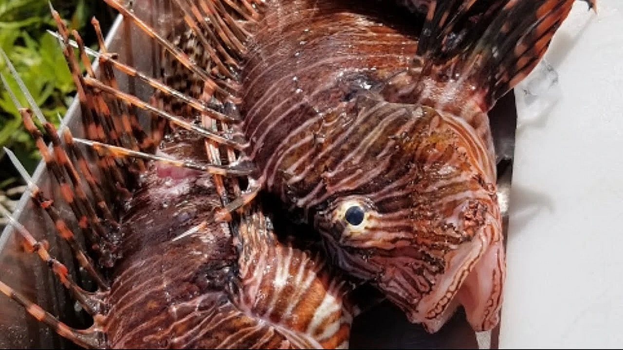 Epic Nighttime Bowfishing {catch Clean Cook} Dmfd Return Party