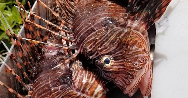 Epic Nighttime Bowfishing {catch Clean Cook} Dmfd Return Party