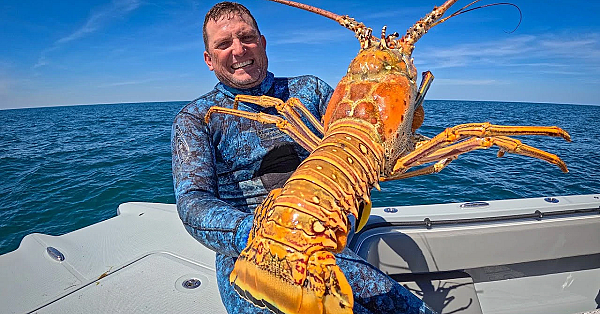The Biggest Lobster I've Ever Seen! {catch Clean Cook} Whole Roasted Lobster