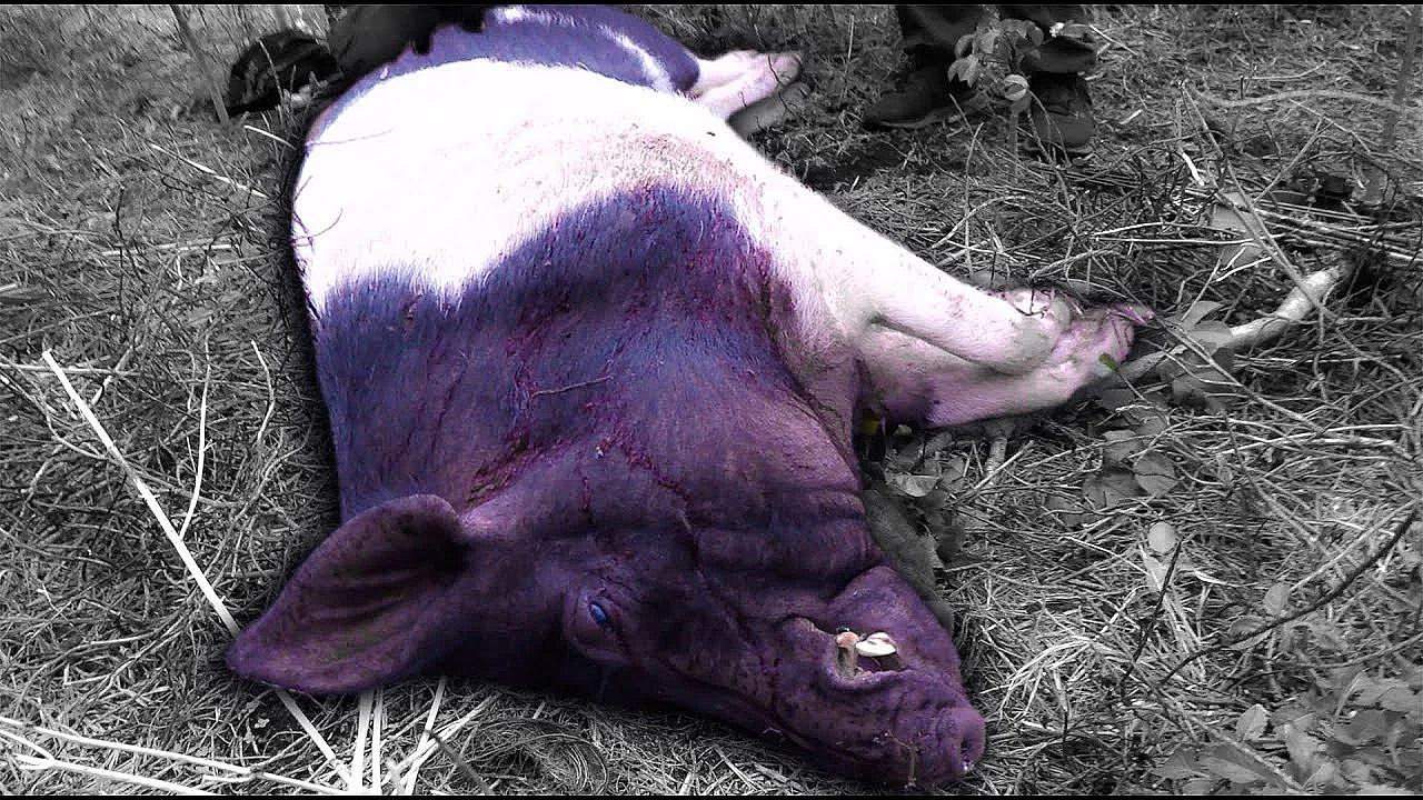 Processing Massive Wild Boar On Ultra Remote Island /  Pagan, Northern Mariana Islands