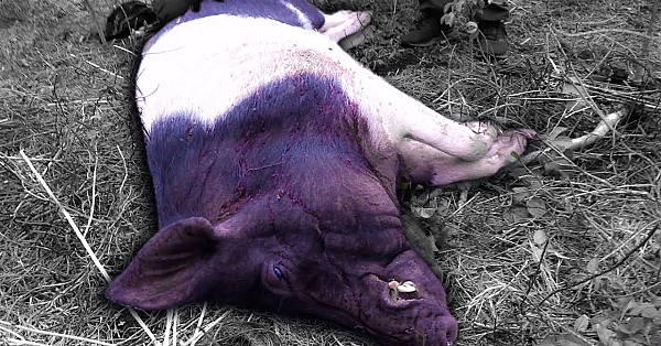 Processing Massive Wild Boar On Ultra Remote Island /  Pagan, Northern Mariana Islands