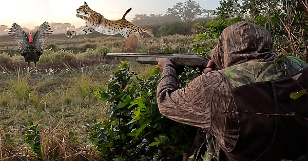 I Never Expected A Wild Bobcat To Come This Close!!! {catch Clean Cook} Wild Turkey Jambalaya