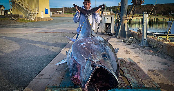 $1,000,000.00 Fish {catch Clean Cook} Giant Bluefin Tuna!!!