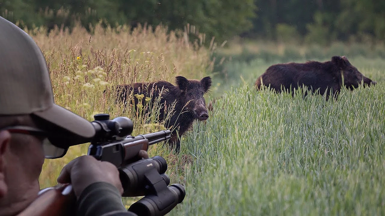 Hunting Wild Boar With 22mag! 2 Wild Boar At One Time!  {catch Clean Cook} I Fed The Neighborhood!