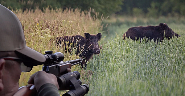 Hunting Wild Boar With 22mag! 2 Wild Boar At One Time!  {catch Clean Cook} I Fed The Neighborhood!