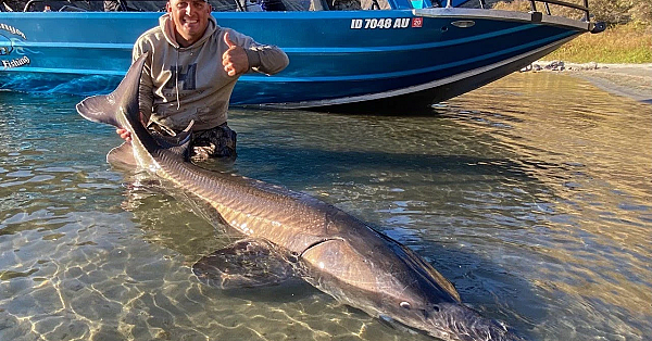 Monster Sturgeon! {catch Clean Cook} Awesome Beast!