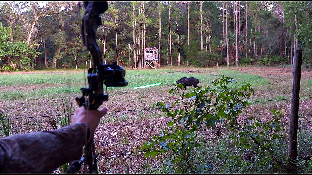 1 Day Archery Challenge {catch Clean Cook} Stalking A Massive Boar!!!!