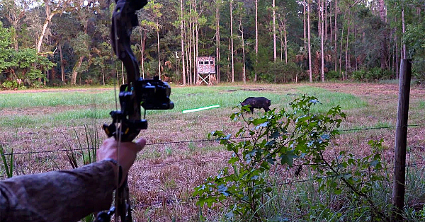 1 Day Archery Challenge {catch Clean Cook} Stalking A Massive Boar!!!!