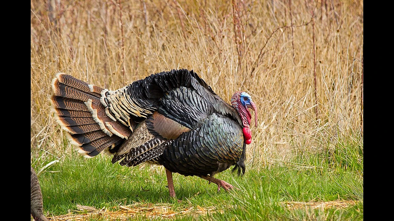 2020 Late Season Florida Turkey Hunt! {catch Clean Cook} Whole Turkey Stew