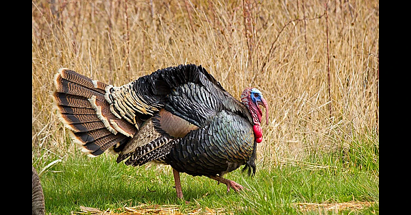 2020 Late Season Florida Turkey Hunt! {catch Clean Cook} Whole Turkey Stew