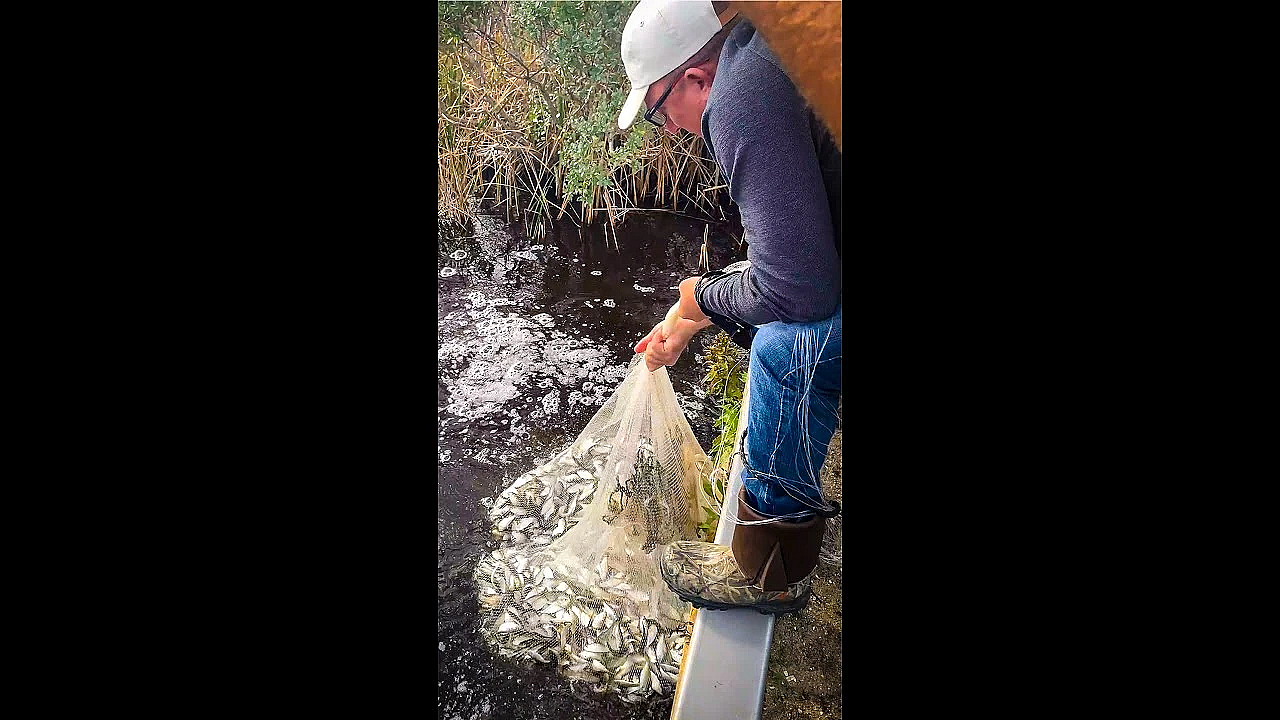 Most Fish Ever Caught In A Castnet!!! #shorts