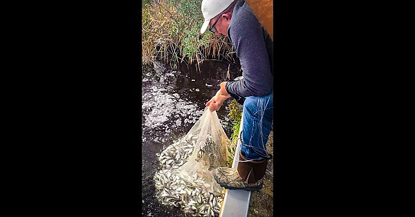 Most Fish Ever Caught In A Castnet!!! #shorts