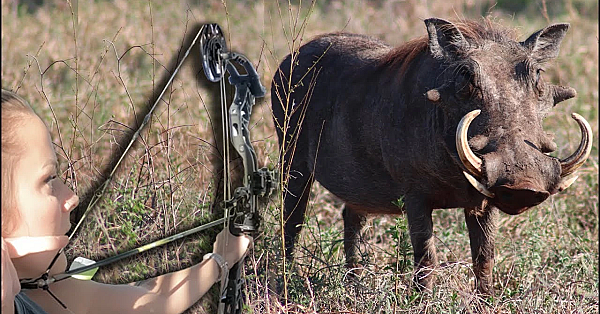 Savage Warthog And Impala With Bow! {catch Clean Cook} Home Made Biltong Pizza