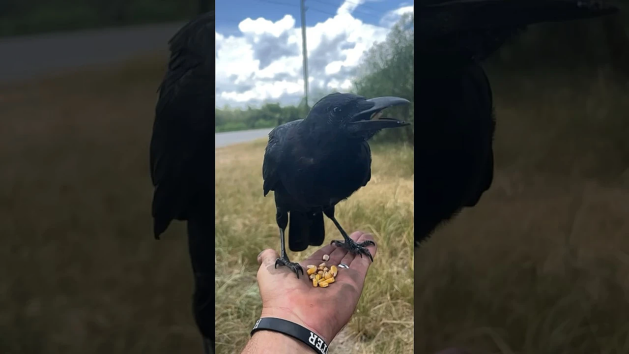 The Heat Is Effecting The Birds! #shorts