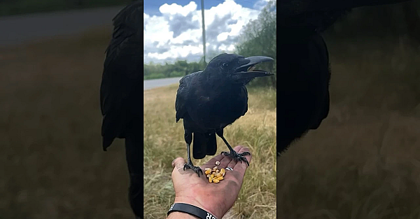 The Heat Is Effecting The Birds! #shorts