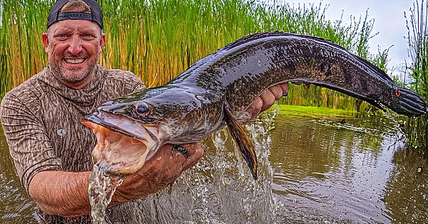 These Fish Have Taken Over South Florida! {catch Clean Cook}
