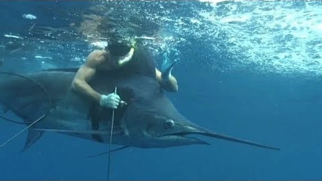 World Record {pacific Blue Marlin} Speared While Freediving