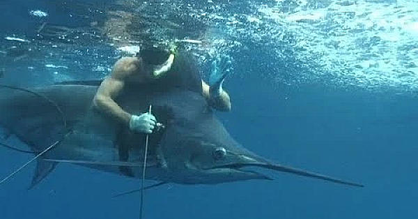 World Record {pacific Blue Marlin} Speared While Freediving
