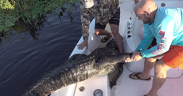 Swamp Cabbage N' Gator Tail {hurricane Survival Food} Hurricane Dorian