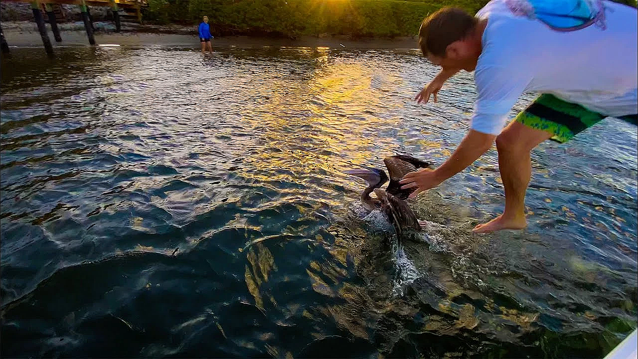 Saving A Wild Pelican From Slow Death! {tangled In Monofilament}
