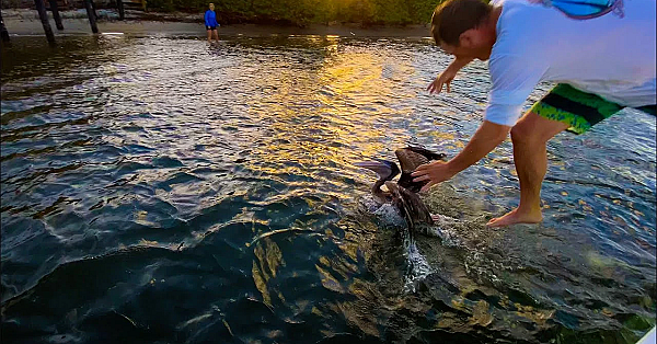 Saving A Wild Pelican From Slow Death! {tangled In Monofilament}
