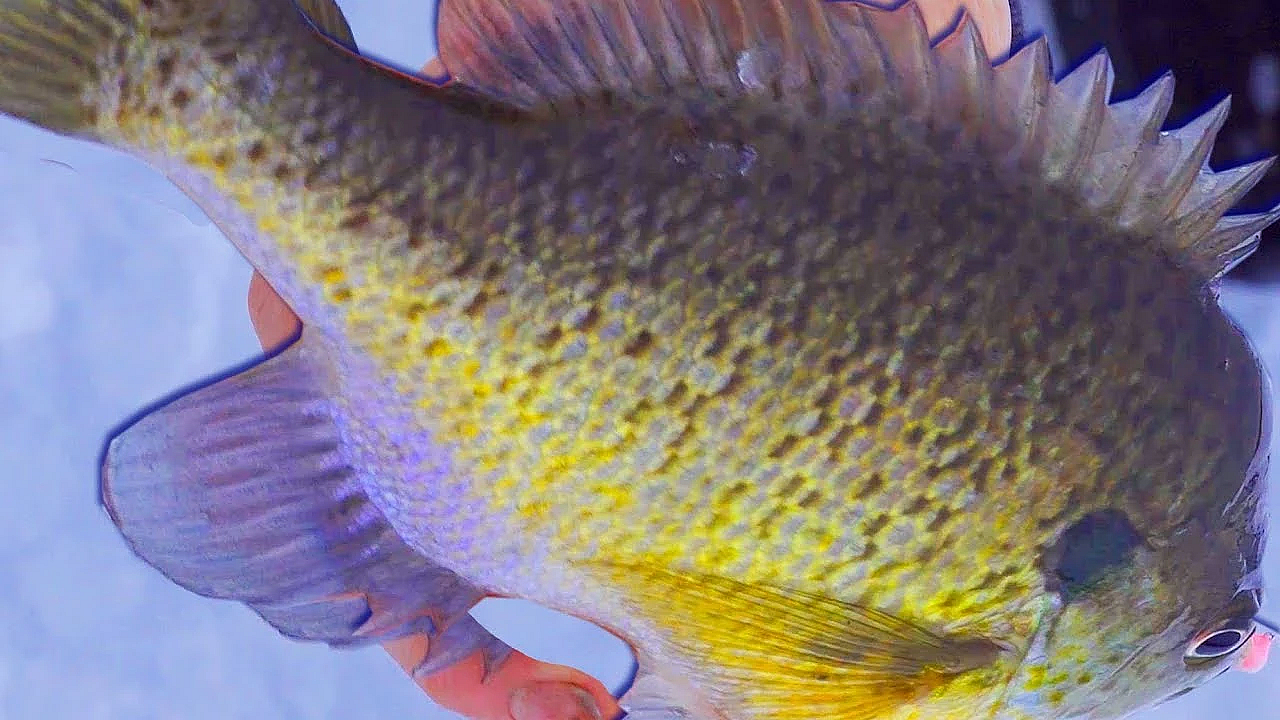 Monster Bluegill {catch Clean Cook} Ice Fishing At It's Best!!!