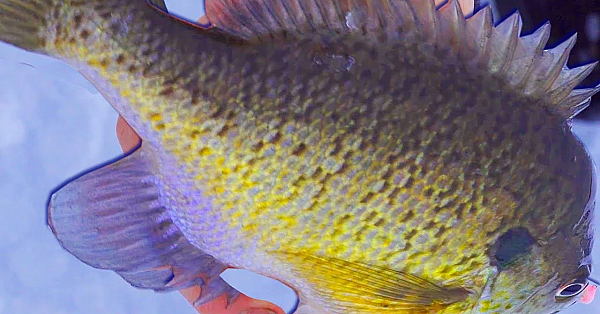 Monster Bluegill {catch Clean Cook} Ice Fishing At It's Best!!!