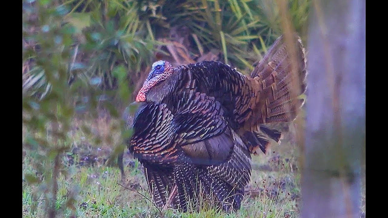 How To Turkey Hunt {catch Clean Cook} Wild Turkey Noodle Soup
