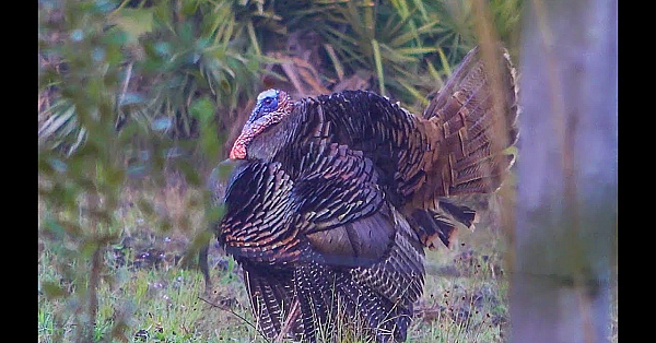 How To Turkey Hunt {catch Clean Cook} Wild Turkey Noodle Soup