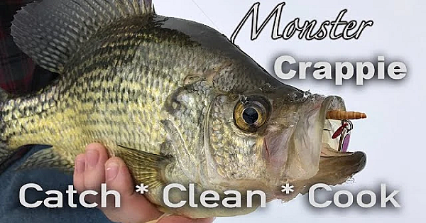 Jiggin' Monster Crappie In The Ultra Thick Brush!!! {catch Clean Cook} A Family Tradition!