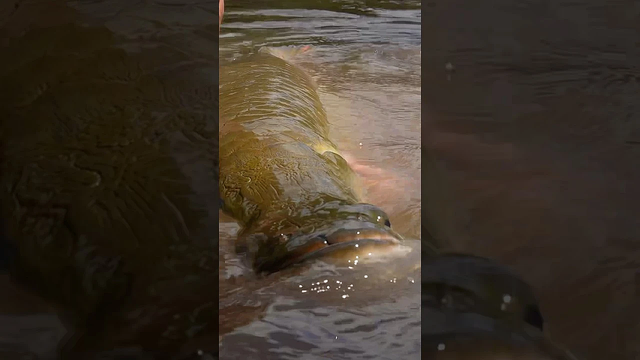 This Fish Is Deadly!!! #viral #shorts