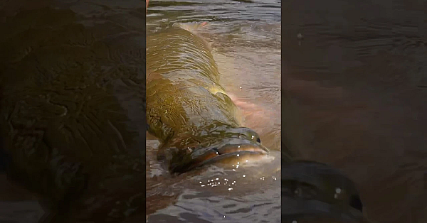 This Fish Is Deadly!!! #viral #shorts