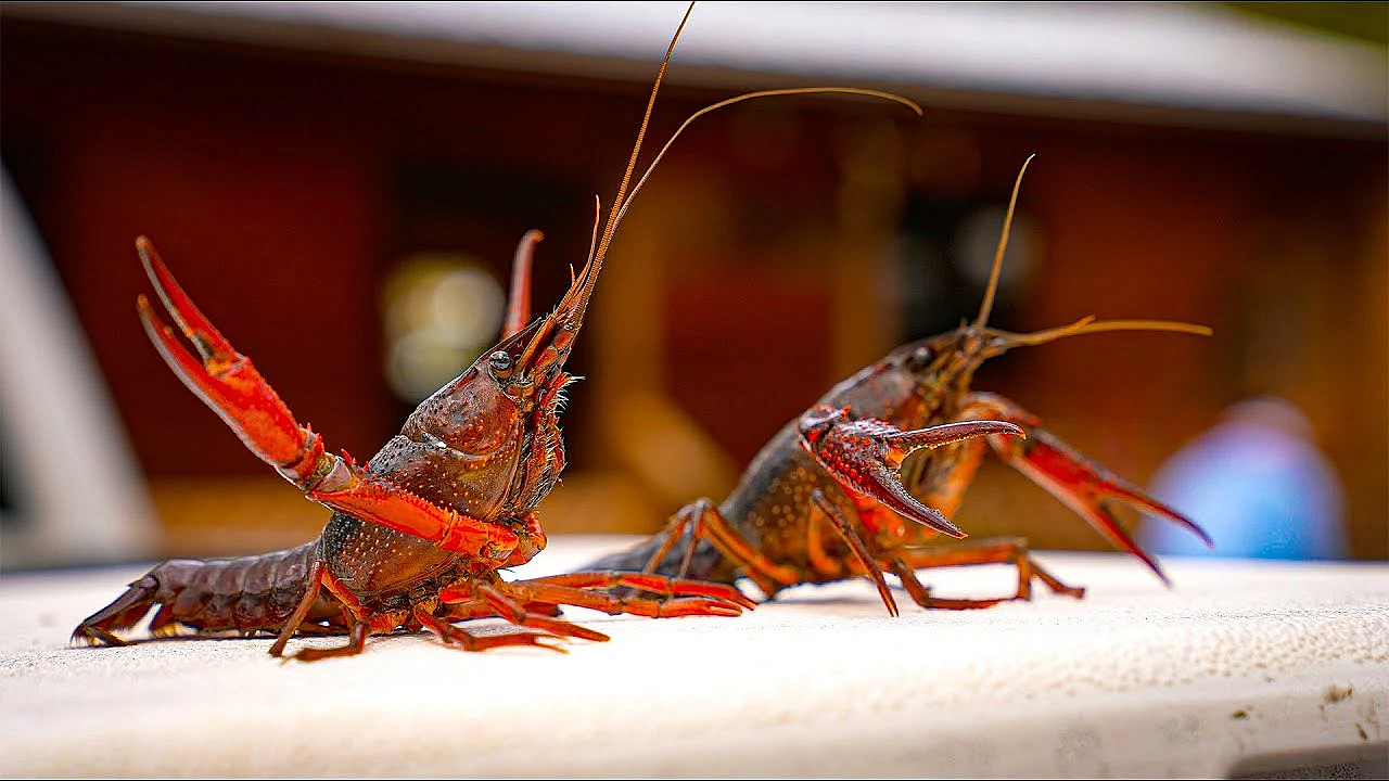 Louisiana  Crawfish Boil {catch Clean Cook} Pan Fried Mudbug Fritters