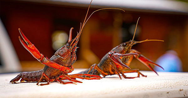 Louisiana  Crawfish Boil {catch Clean Cook} Pan Fried Mudbug Fritters