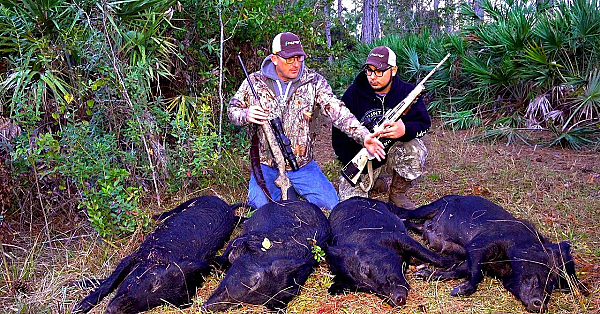 Wild Boar Ambush! 4 Giant Hogs!!!{catch Clean Cook} Filipino Style