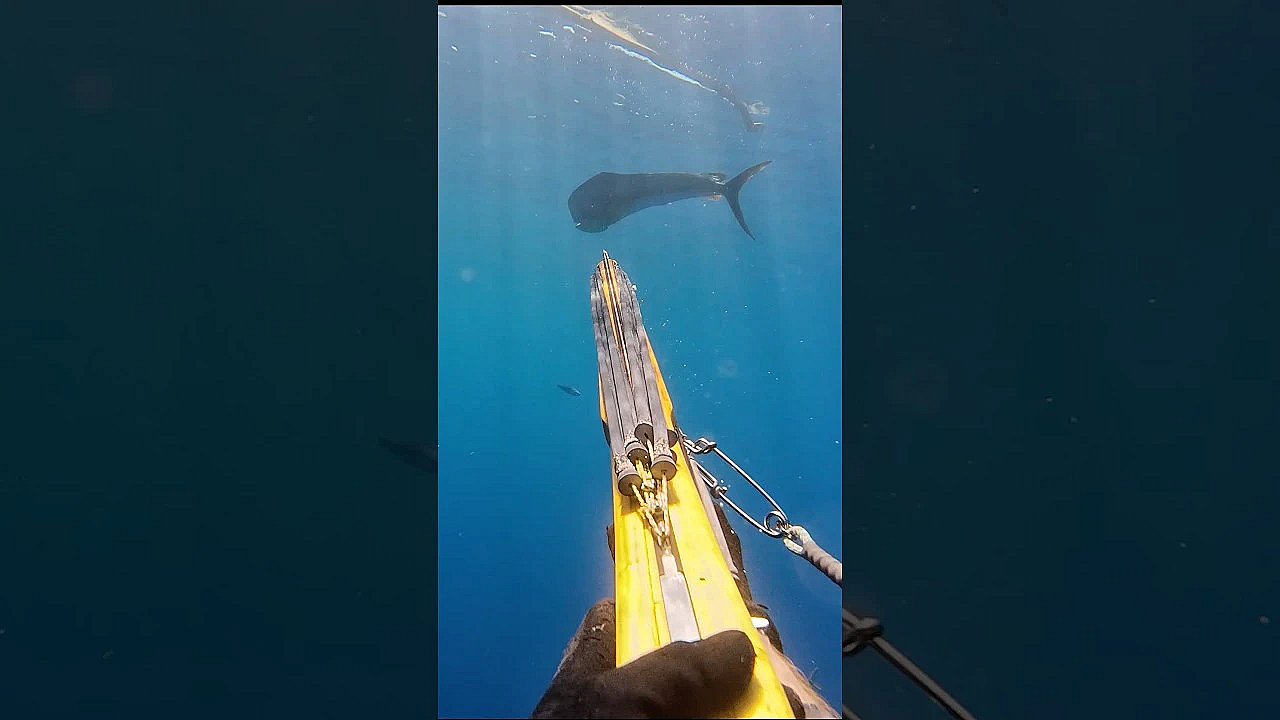 Speared My Biggest Dolphin!