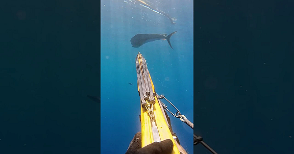 Speared My Biggest Dolphin!