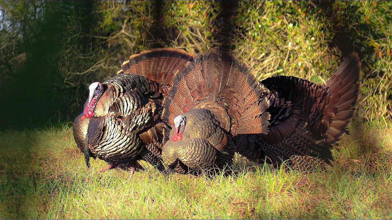 Non Stop Gobbles!!! Epic Osceola Turkey Hunt 2021{catch Clean Cook} Florida Turkey Hunting