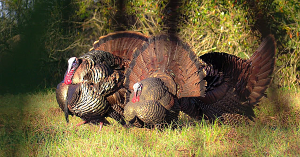 Non Stop Gobbles!!! Epic Osceola Turkey Hunt 2021{catch Clean Cook} Florida Turkey Hunting