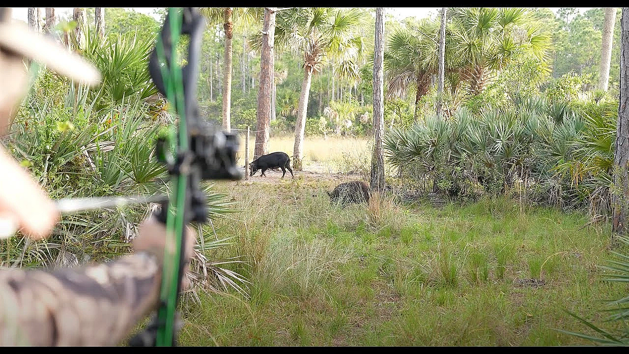 Swamp Cabbage N' Wild Boar! {catch Clean Cook} Feeding A Local Fire Department!