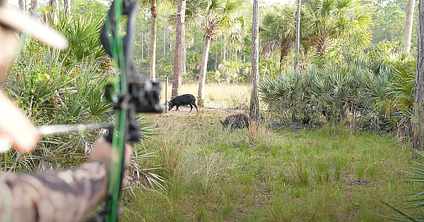 Swamp Cabbage N' Wild Boar! {catch Clean Cook} Feeding A Local Fire Department!