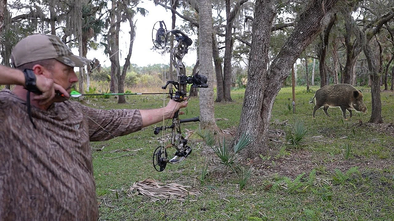 Stalking Wild Boar With Bow &amp; Arrow {freezer Meat #6} Bacon On The Bone