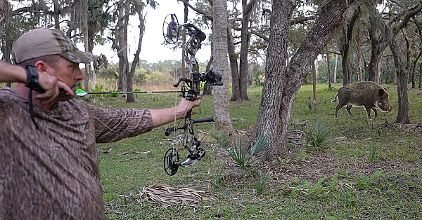 Stalking Wild Boar With Bow &amp; Arrow {freezer Meat #6} Bacon On The Bone