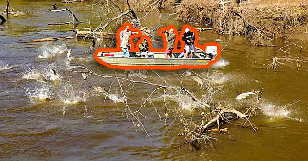 Bowfishing For Thousands Of Massive Flying Fish!!! {catch Clean Cook} Asian Carp