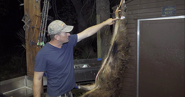Cleaning A Wild Boar {one Take} No Edits! Deermeatfordinner