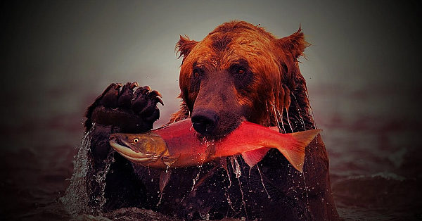 Catching Wild Salmon Near Massive Bears!!!  {catch Clean Cook} Fresh Fish Grilled On The Boat!