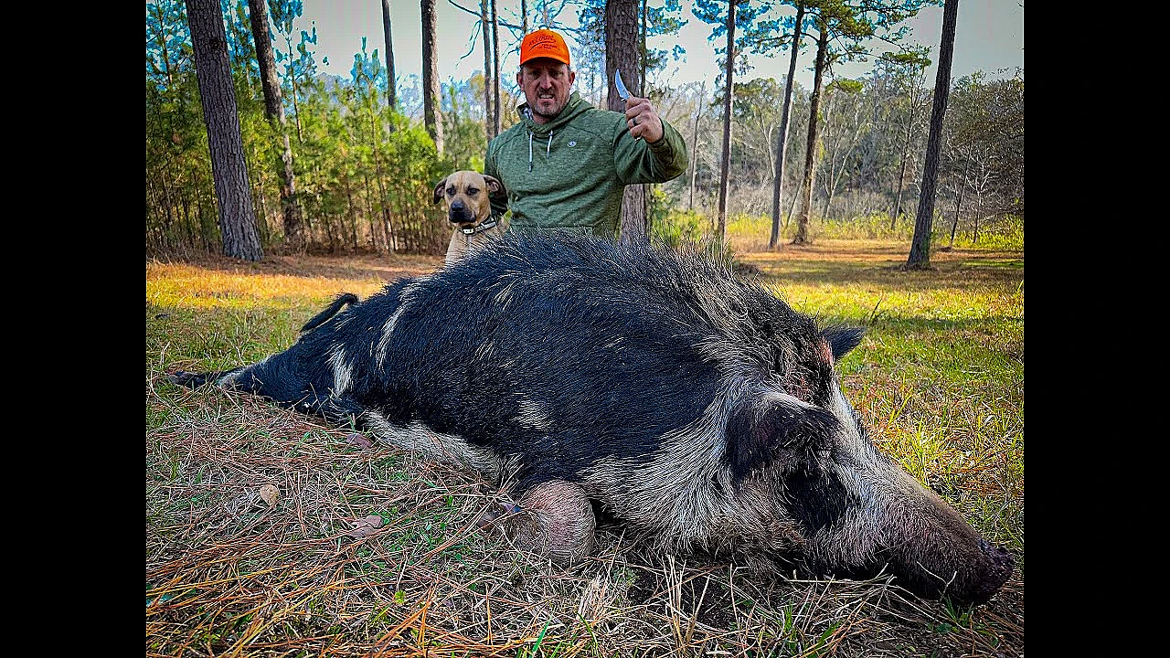 Bacon From A Giant Wild Razorback! {catch Clean Cook} This Hog Was Massive!