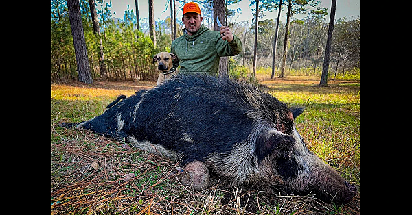 Bacon From A Giant Wild Razorback! {catch Clean Cook} This Hog Was Massive!